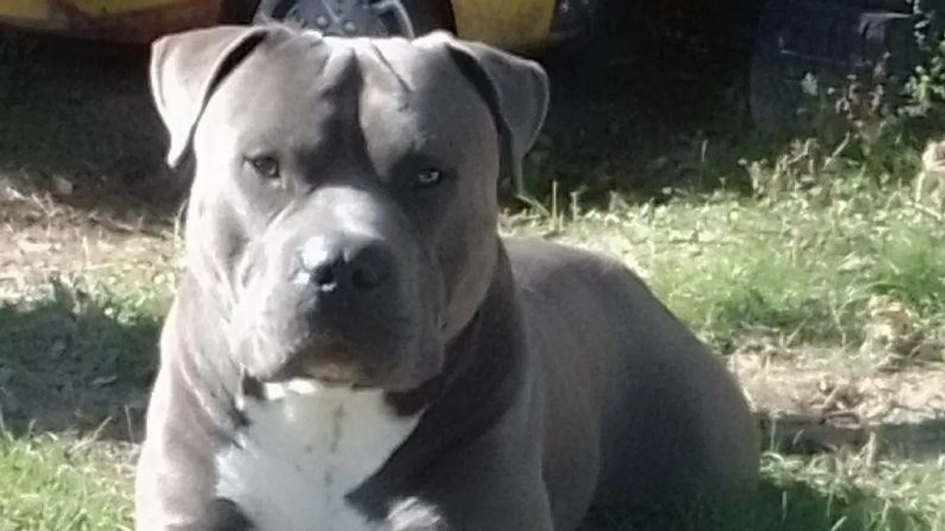 A nyugatinál koldulhatnak a több hete eltűnt kutyával