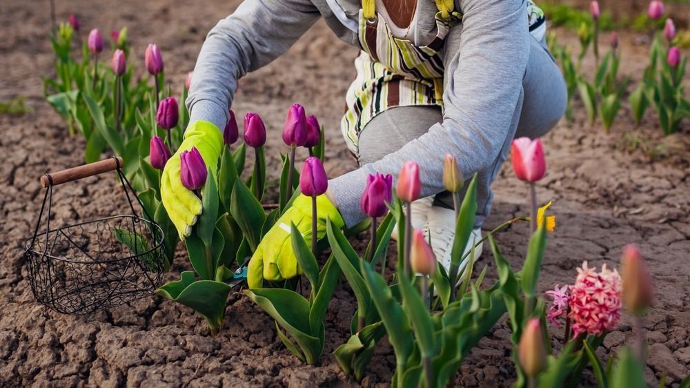Gardener,Picking,Purple,Tulips,In,Spring,Garden.,Woman,Cuts,Flowers