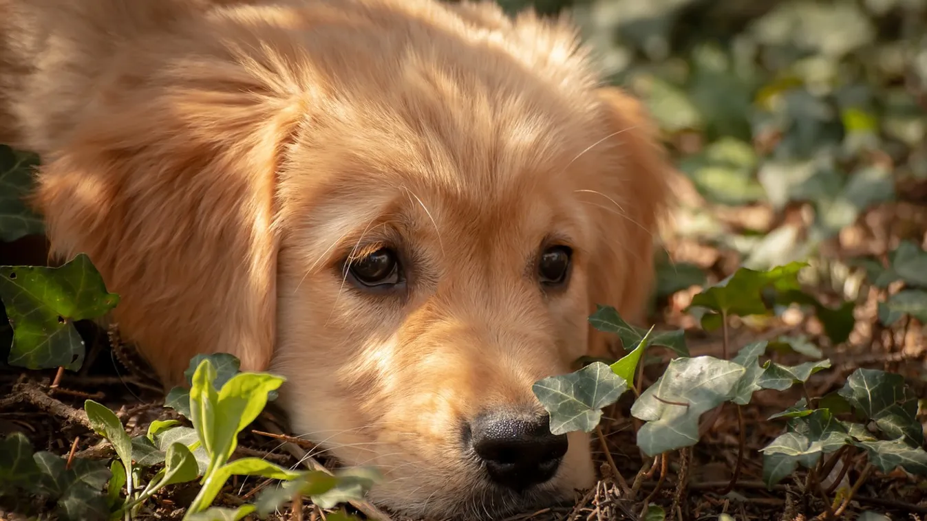 Botrányos, már sósavas hússal mérgezik a kutyákat Budapesten