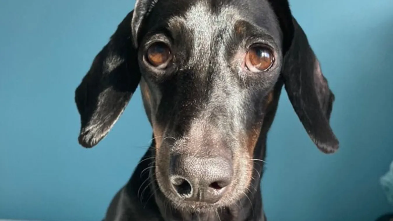 Felismerik az utcán a TikTok-sztár tacskót