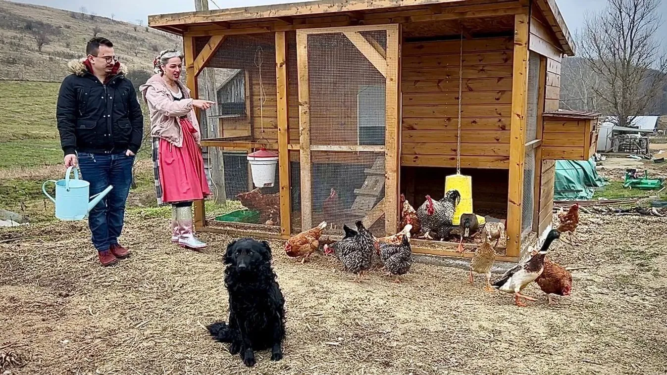 Kipróbálták a tyúkhipnózist