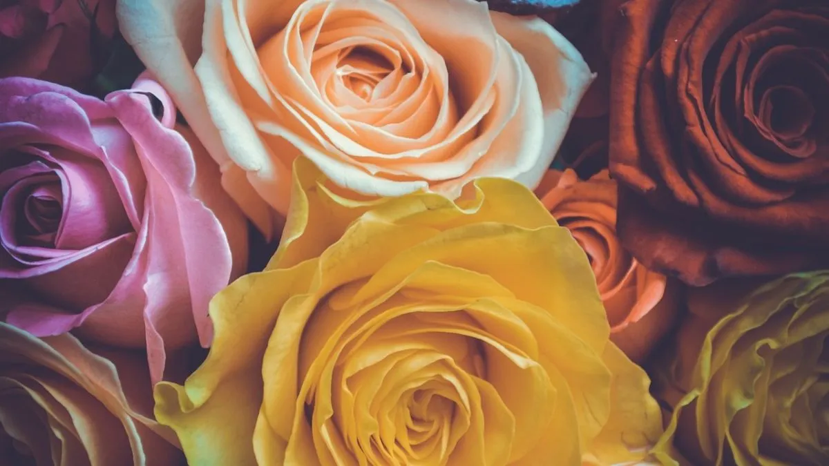 nőnap, nemzetközi nőnap, virág, virágcsokor, rózsa, 