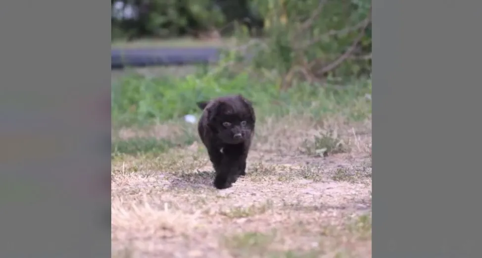 A Magyar Közút Nonprofit Zrt. kutyája, Emká