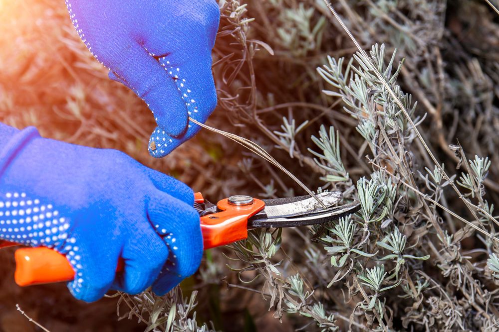 Hand,In,Gloves,Holding,Bypass,Secateur,And,Pruning,Lavender,Bush.