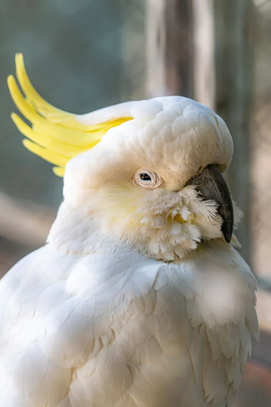 Koko, kakadu, Nyíregyházi Állatkert, TikTok,