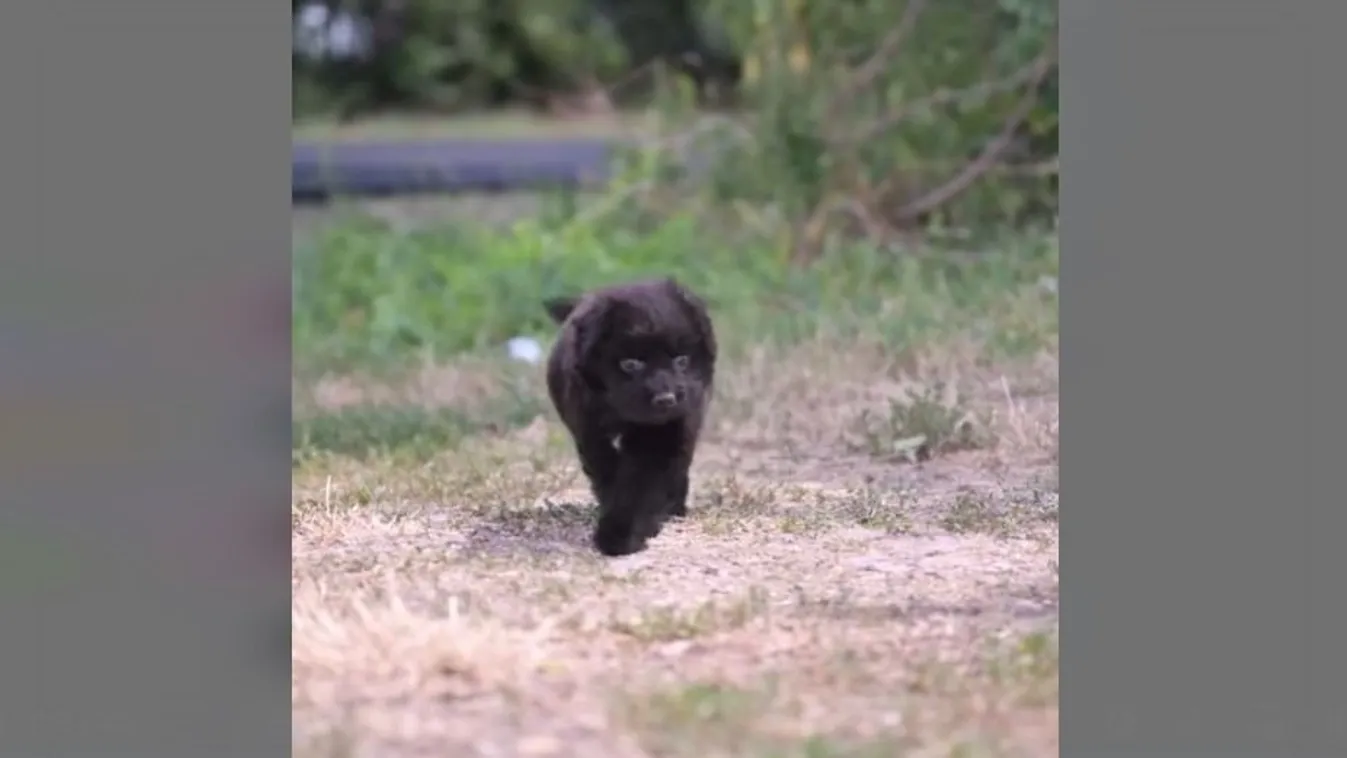 Hatalmasat nőtt Emká, a Magyar Közút mentett kutyusa