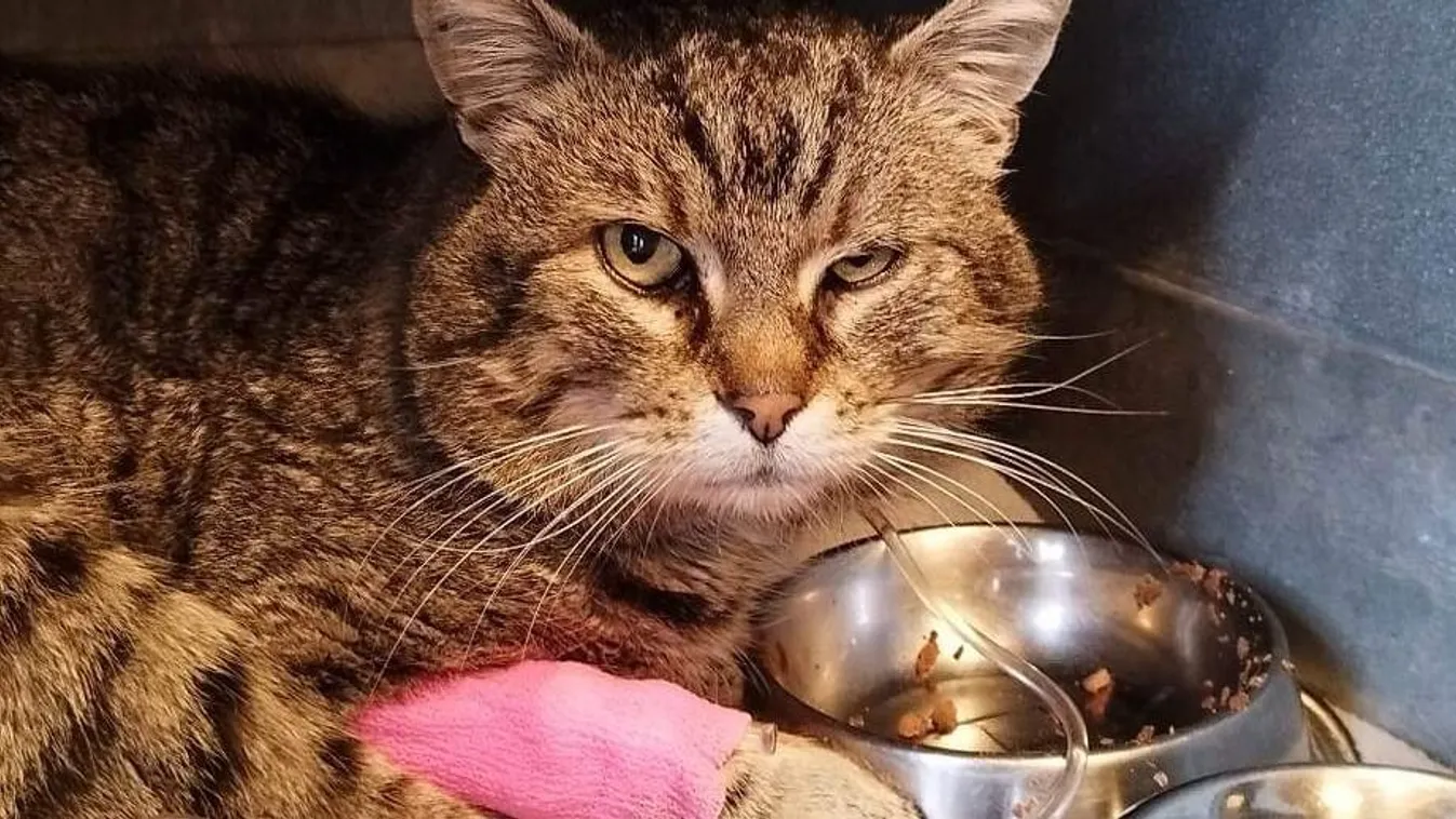 Céltáblának használtak egy macskát Tatabányán