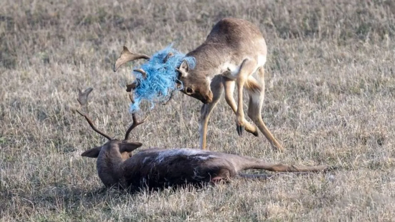 Videóra vették a haláltusát Bátonyterenyénél