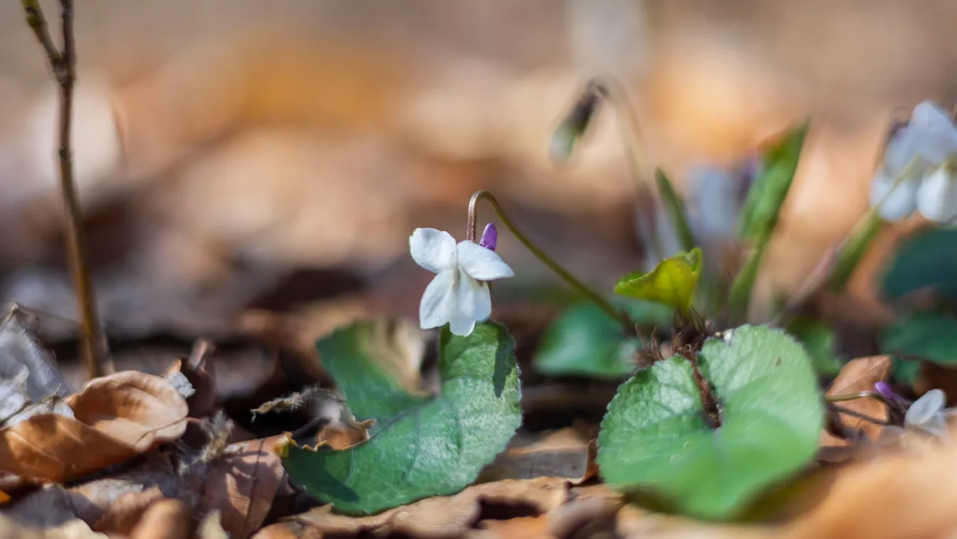 Ezen a héten sem érkezik meg az igazi tavasz?