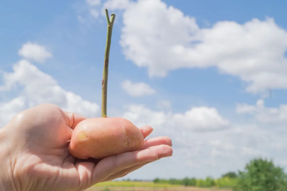 Woman's,Hand,Holds,Stalk,Of,A,Rose,In,The,Potato