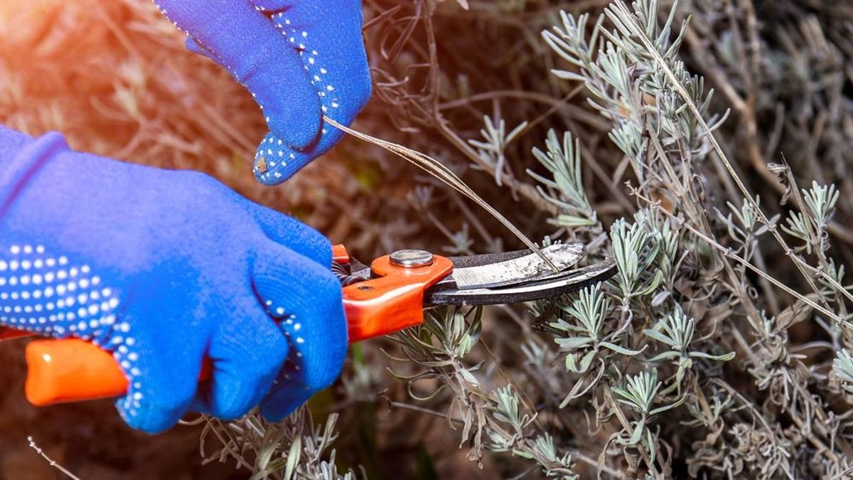 Így metszd meg most a levendulát, hogy nyáron gyönyörű legyen