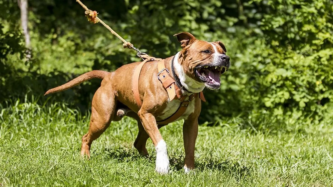 Újabb brutális kutyatámadás, az arca és a keze bánta a nőnek