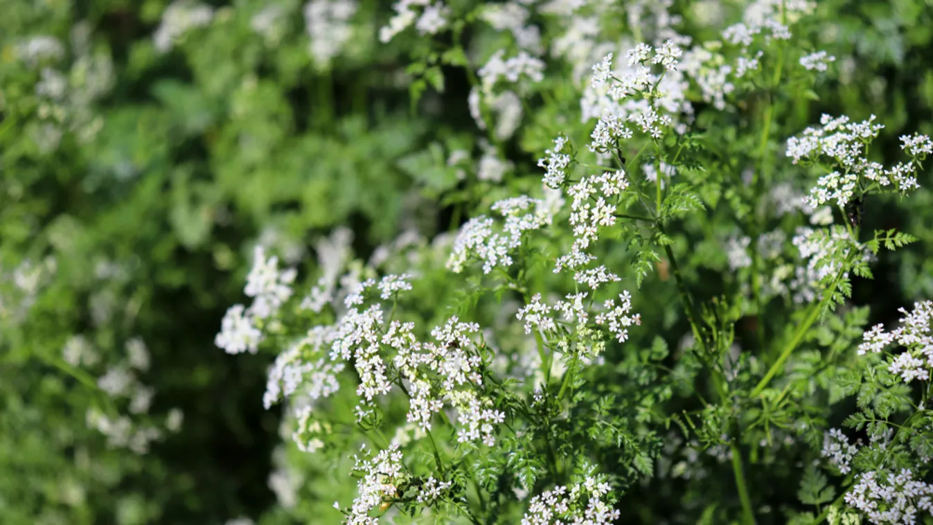 Vadon terem ez a tavaszi zöldfűszer: zamatos és egészséges