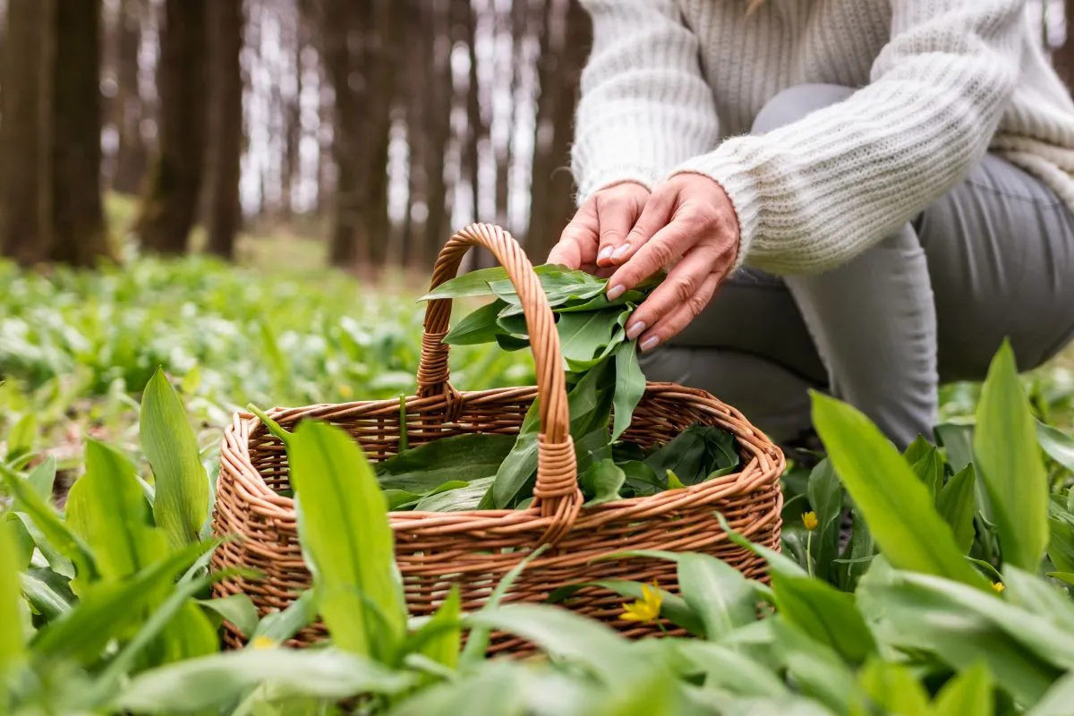 Woman,Picking,Wild,Garlic,(allium,Ursinum),In,Forest.,Harvesting,Ramson