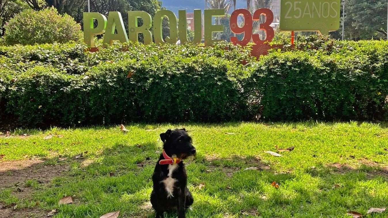  Bogotába költözött Pogácsa, az örökbefogadott kutya