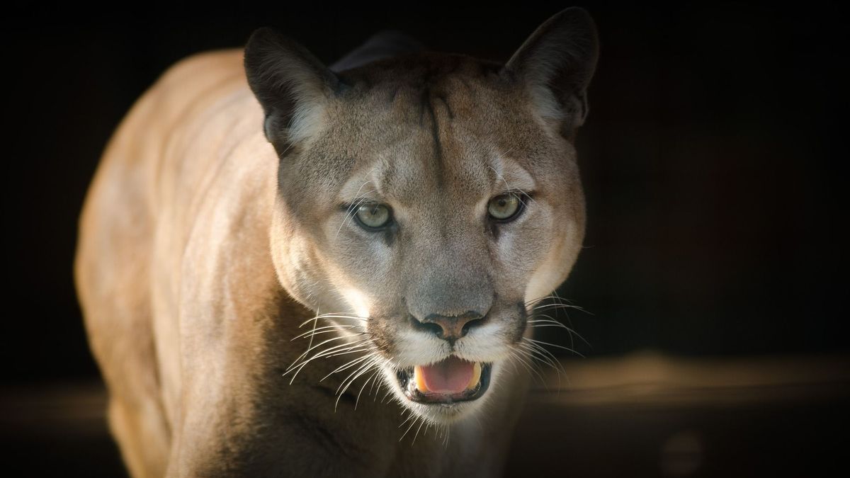 Vérfagyasztó: lecsapott az áldozatára a puma