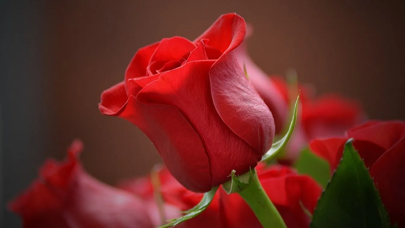 Szúrj rózsaszálat egy krumpliba: eszméletlen, mi történik