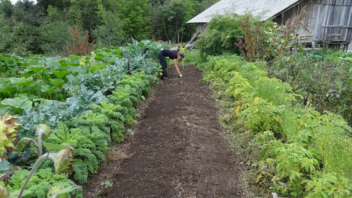 Ezeket a zöldségeket soha ne ültesd egymás mellé a kertben