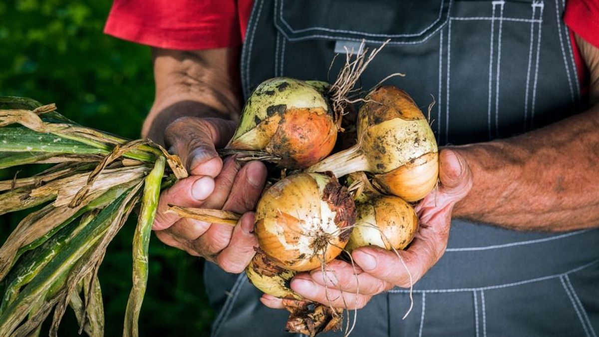 Ezzel a trükkel hatalmas fej hagymák nőnek majd a kertedben