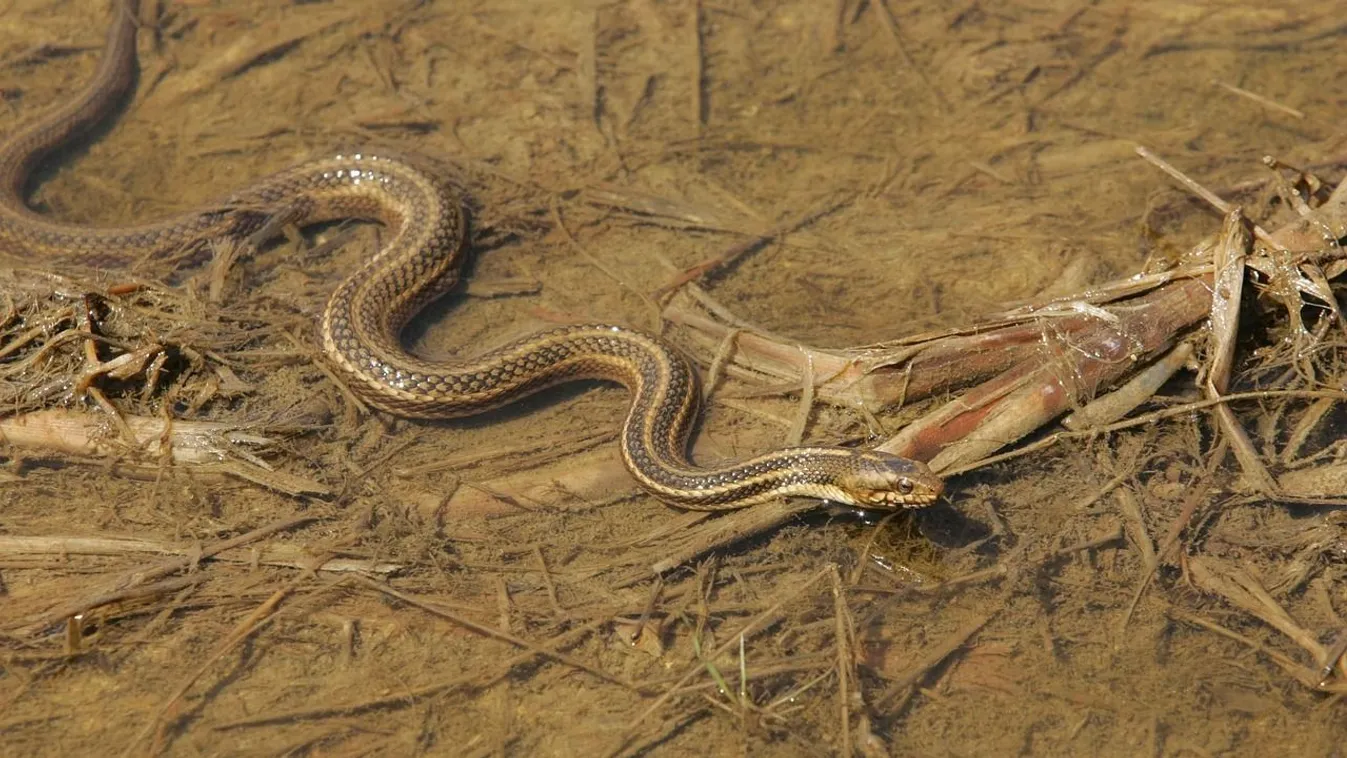 Szörnyű baleset: véres sebet ejtett a kígyó a turistán