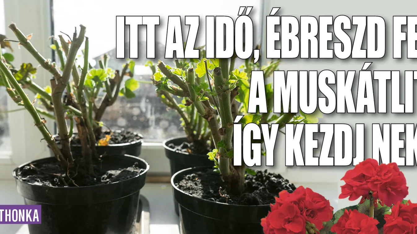 Itt az idő, ébreszd fel a muskátlit, így kezdj neki