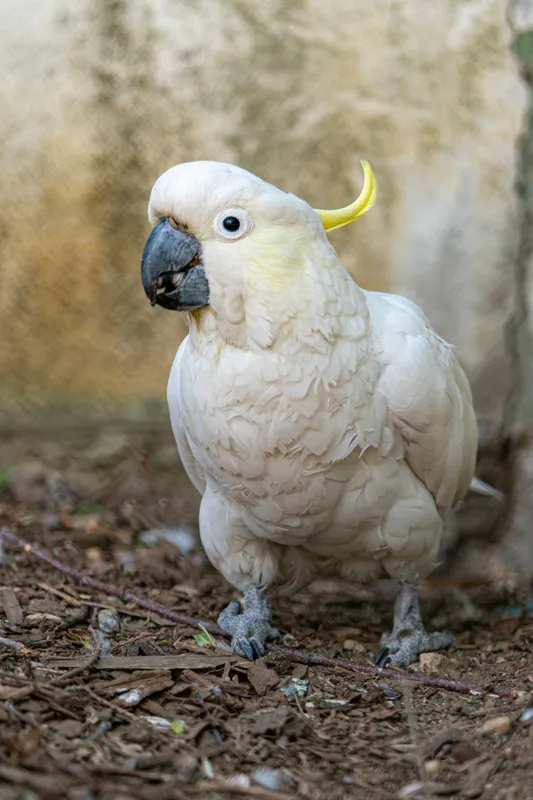 Koko, kakadu, Nyíregyházi Állatkert, TikTok,