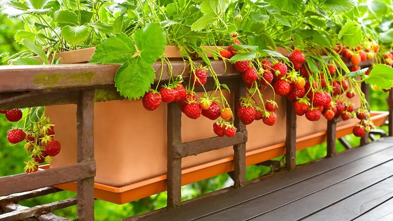 Drága a bolti eper? Így termessz otthon szamócát!