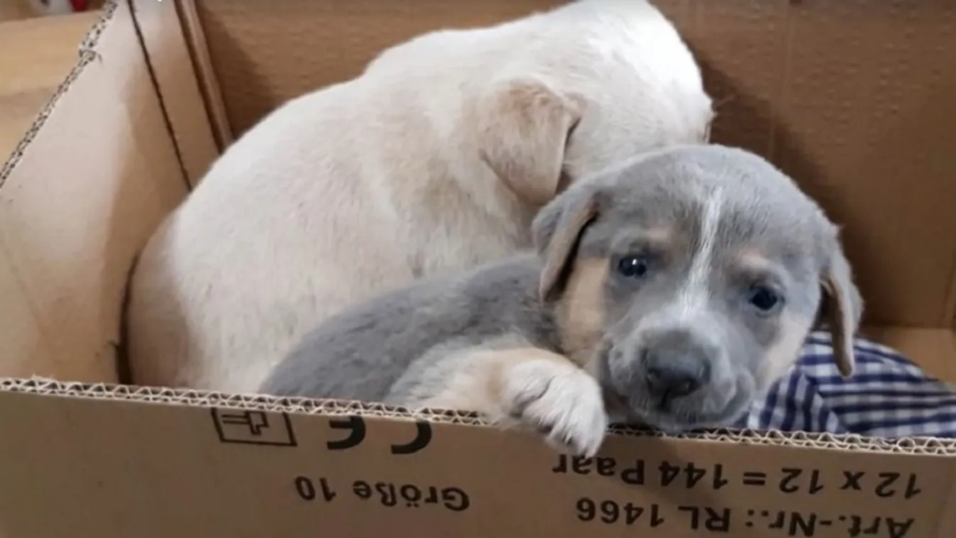 Zárt szatyorban dobták ki a kiskutyákat