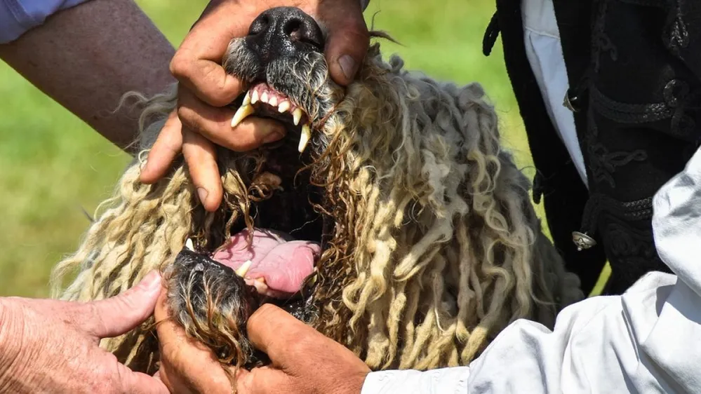 Tooth,Examination,Of,A,Komondor,Dog