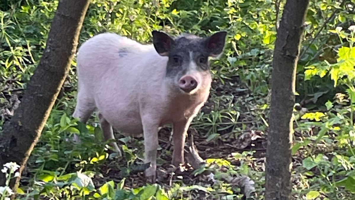 Napi cuki: törpemalac kóborol Biatorbágyon, keresik a gazdáját