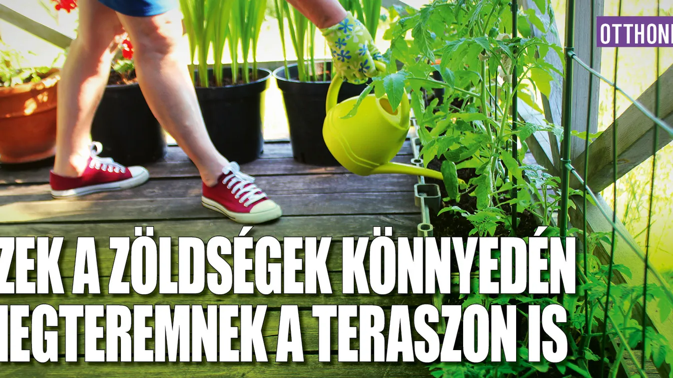 Ezek a zöldségek könnyedén megteremnek a teraszon is