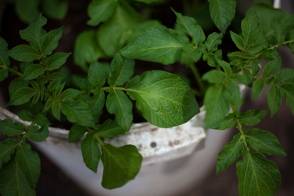 Potatoes,Grow,In,Bucket.,Cultivation,Of,Root,Crops.,Potato,Leaves.