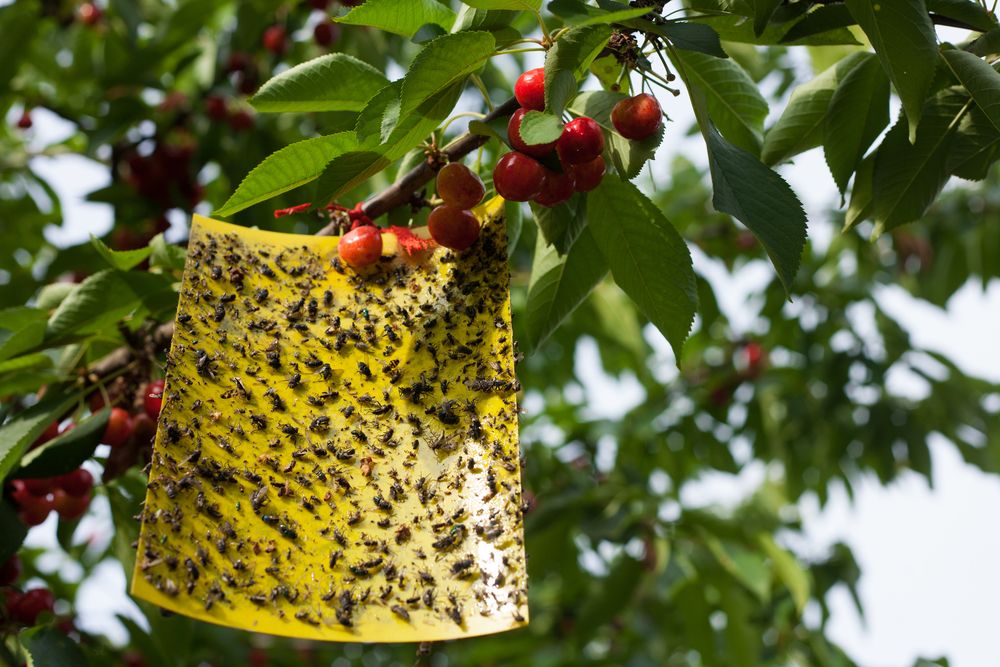 Yellow,Sticky,Fly,Paper,With,Lots,Of,Flies,Trapped,On