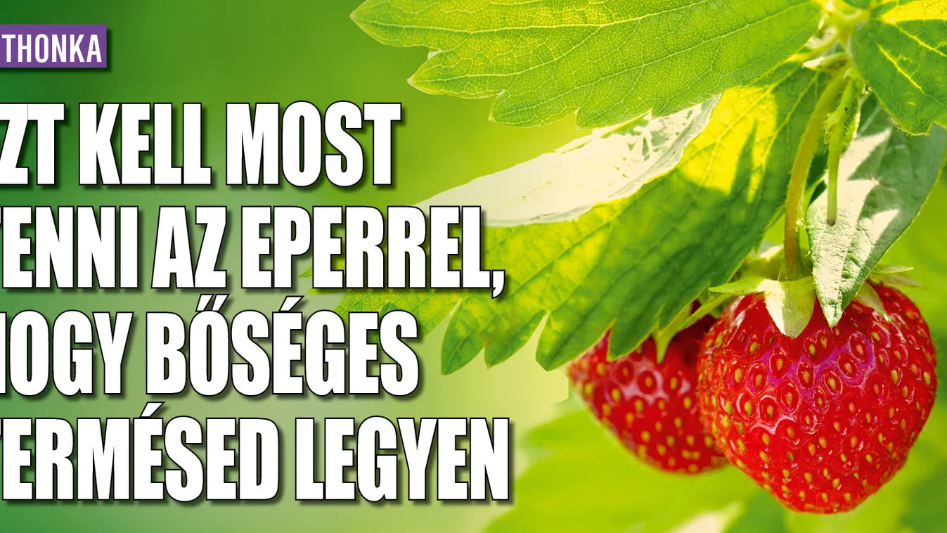 Ezt kell tenned az eperrel, hogy bőséges termésed legyen