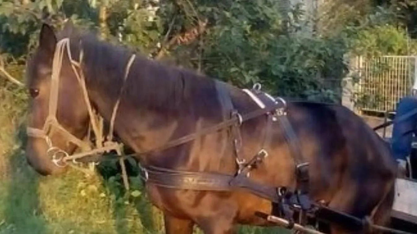 Égen-földön keresik Kincsemet, a nyárifekete kancát