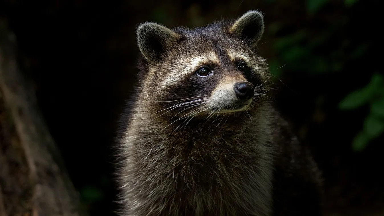 Íme egy pokoli nehéz képrejtvény: te rájössz a megoldásra?