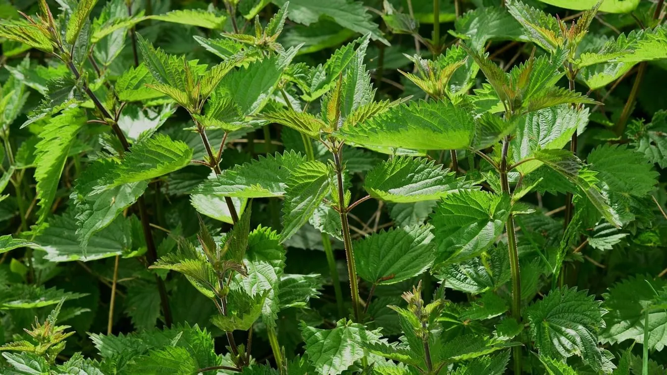 Mutatjuk, melyik gyomnövényt lehet megenni
