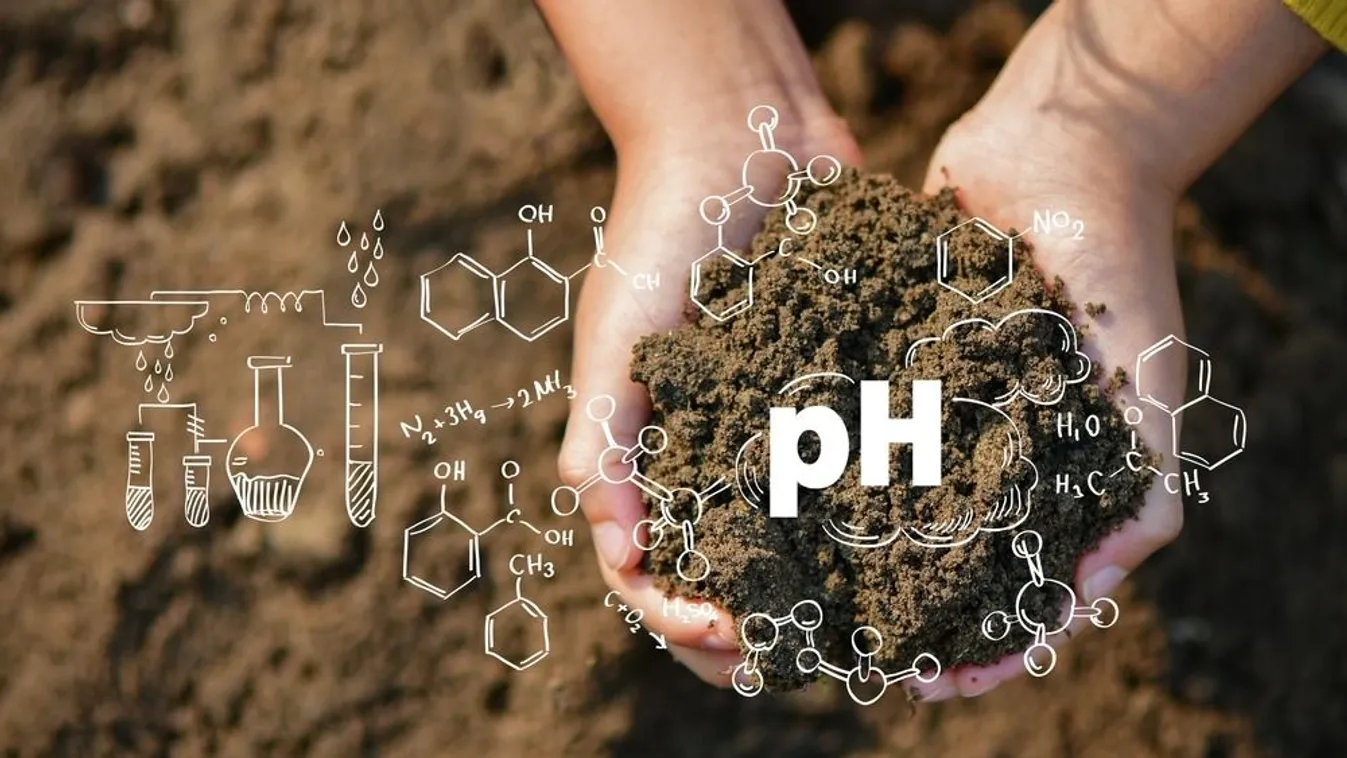 Miért fontos a kiskertben a talaj savanyítása?