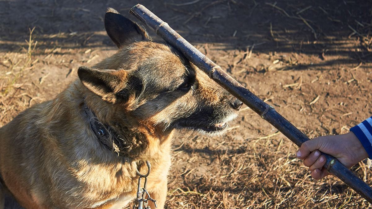 A rendőrök szeme láttára ütötte, verte, rángatta a kutyáját egy férfi Budapesten - videó