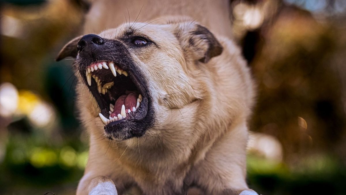 Agresszív kutya, kóbor kutya, támadás