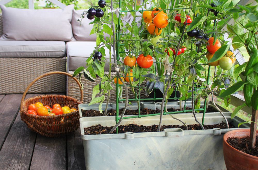 Container,Vegetables,Gardening.,Vegetable,Garden,On,A,Terrace.,Red,,Orange,