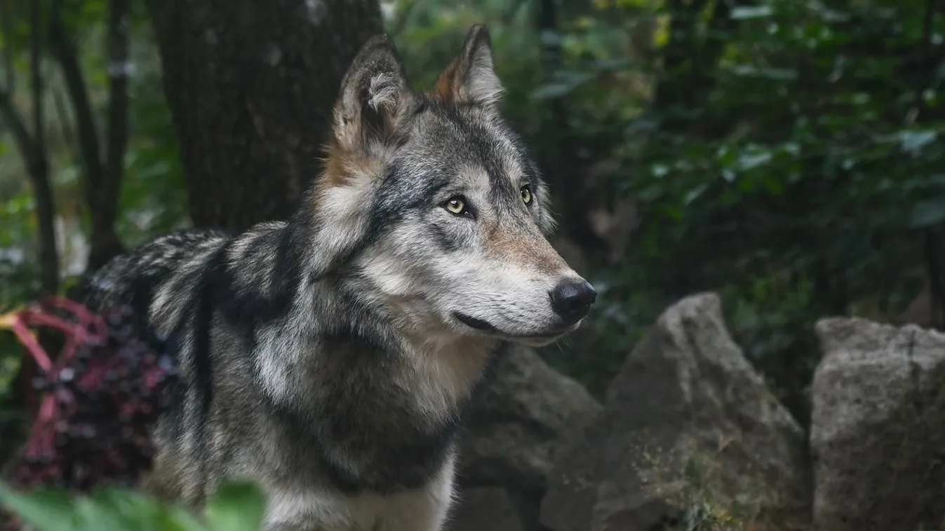 Egy ország gyászolja a jeladóval felszerelt szürke farkast