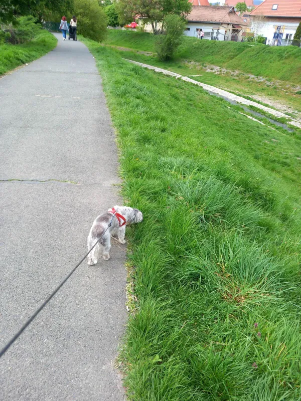 Szentendre verekedés