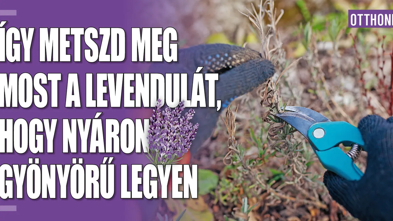Így metszd meg a levendulát, hogy nyáron gyönyörű legyen