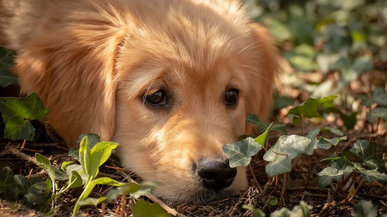Levélben könyörög egy állatorvos a gazdiknak