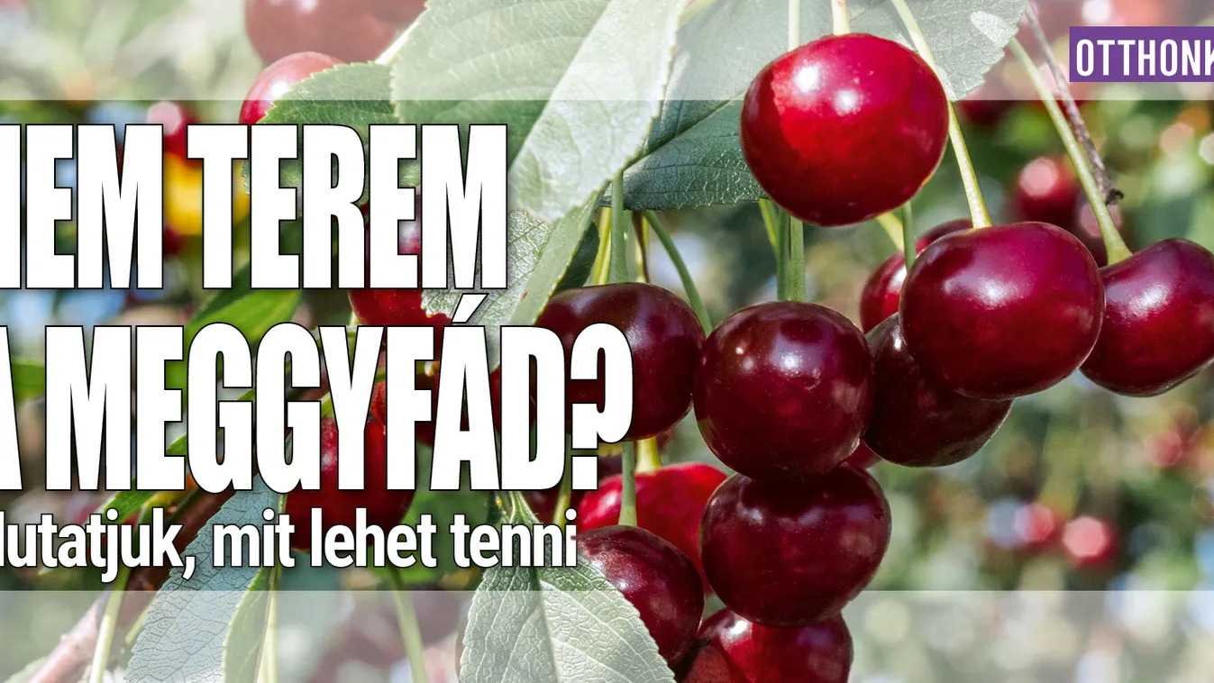 Nem terem a meggyfád? Mutatjuk, mit lehet tenni