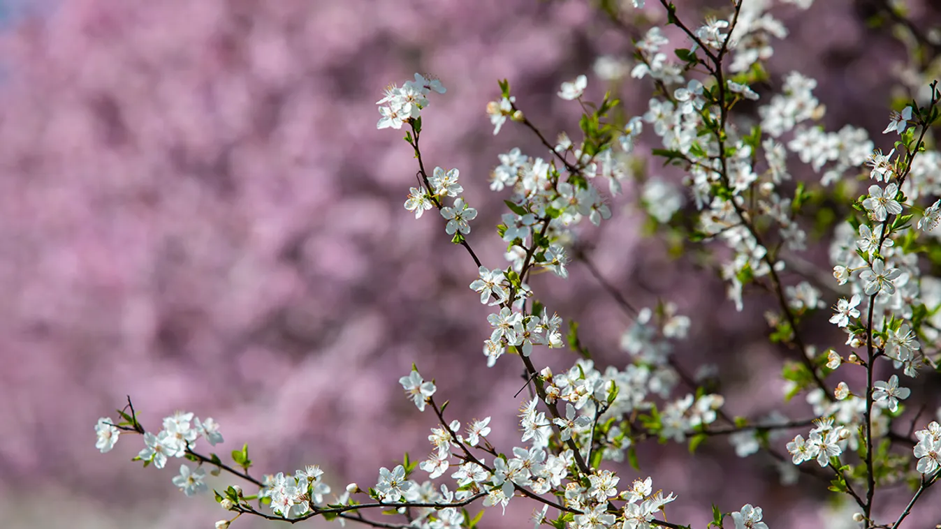 Újabb kellemes hétvége: meleg, de esős idő várható