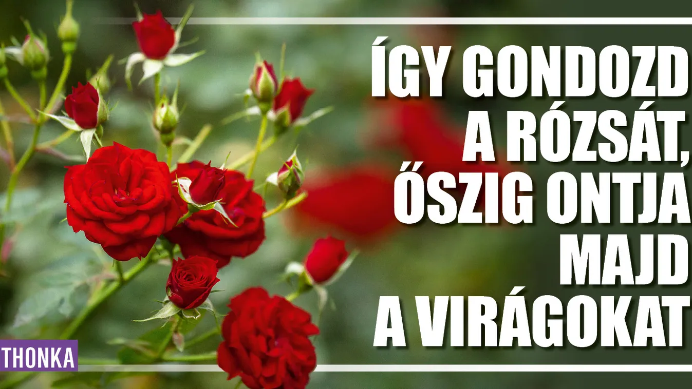 Így gondozd a rózsát, őszig ontja majd a virágokat