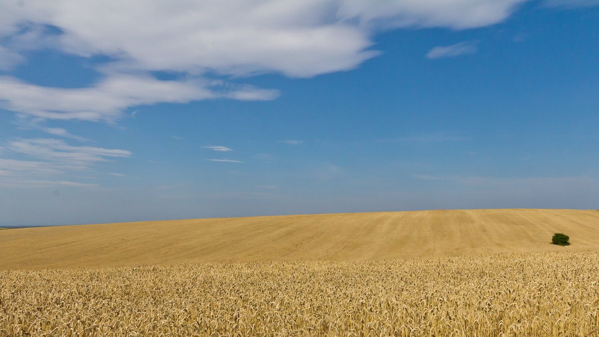 A szlovákok is tiltakoznak az olcsó ukrán gabona ellen