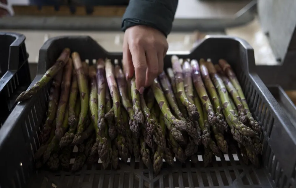 spárga, spárgaszezon, zöld spárga